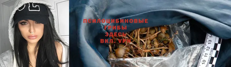 Псилоцибиновые грибы Psilocybe  Богородицк 